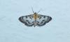 Anania hortulata